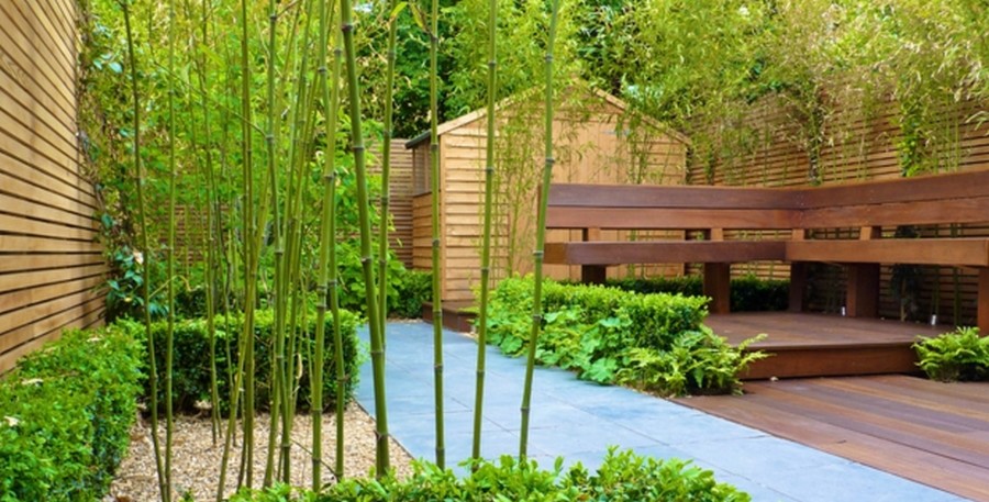 Du bambou dans votre jardin