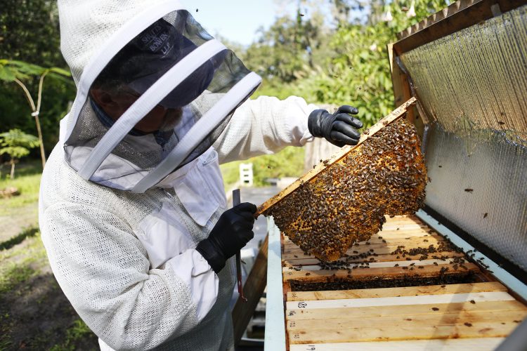 Nos conseils pour devenir apiculteur