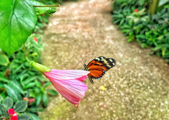 Les bonnes techniques pour réussir son élevage de papillon